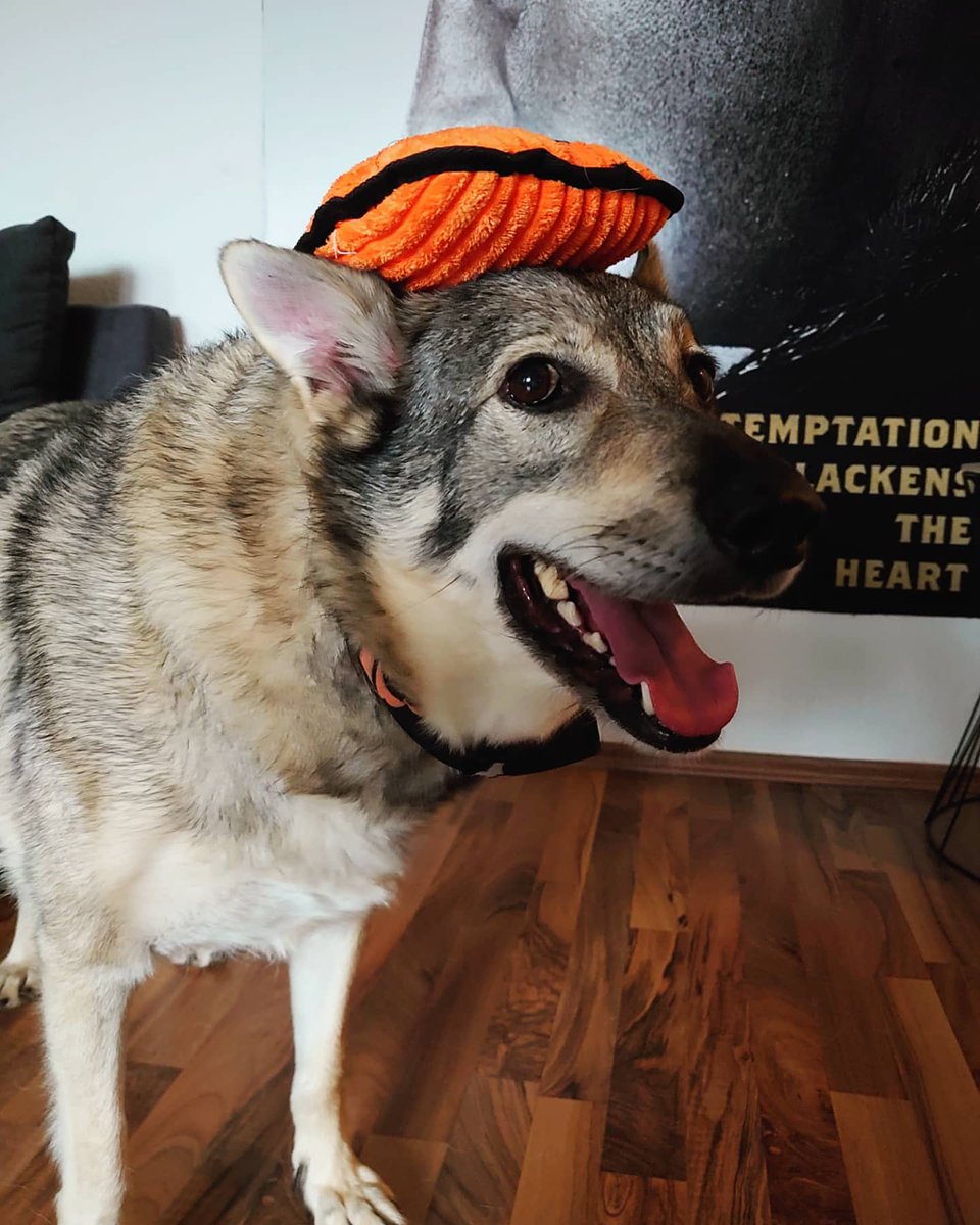 wehavetofind's tweet photo. Happy Halloween from my dog https://t.co/GMLTm8JqWN