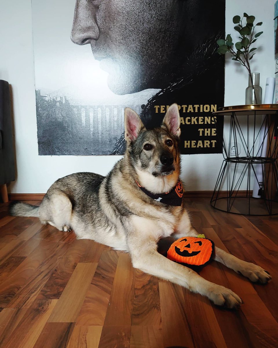 wehavetofind's tweet photo. Happy Halloween from my dog https://t.co/GMLTm8JqWN