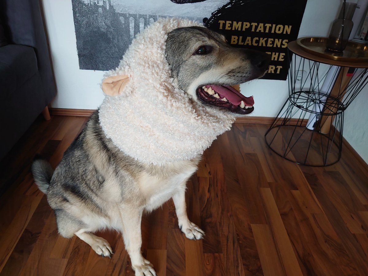 wehavetofind's tweet photo. and from my sheep that certainly isn't secretly a wolf https://t.co/5z3gqivh0V