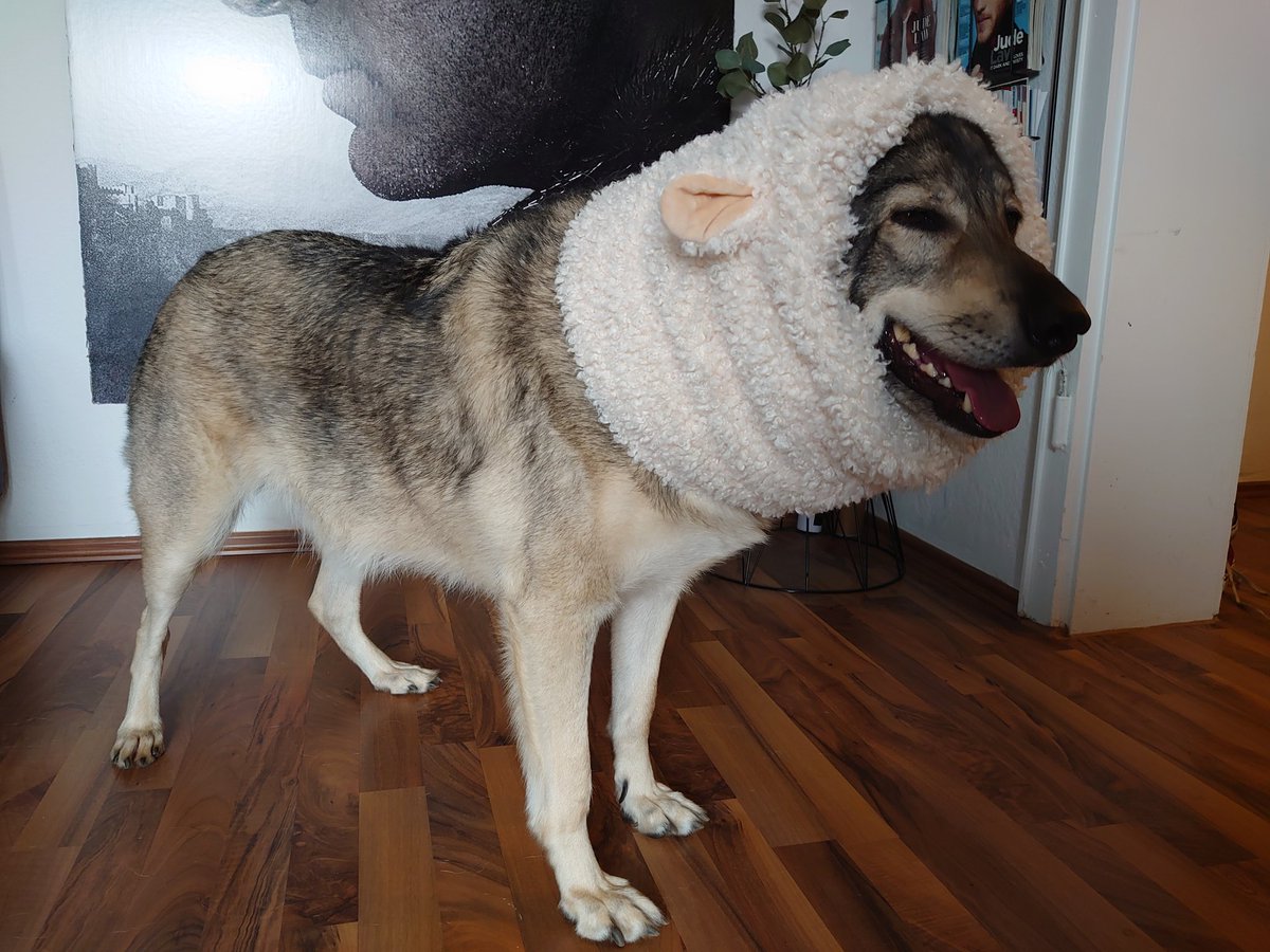 wehavetofind's tweet photo. and from my sheep that certainly isn't secretly a wolf https://t.co/5z3gqivh0V