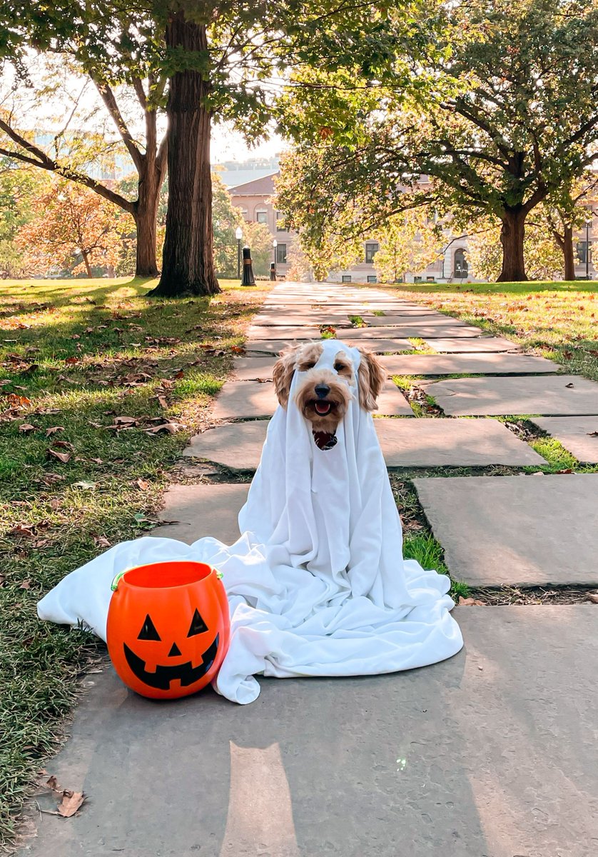 OhioState's tweet photo. Campus is feeling spooky today. 👻🎃 https://t.co/TqNi2wmYsB