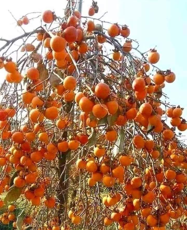 Хурма сахарная