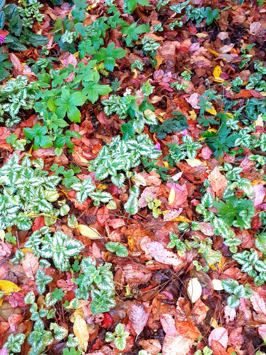 revgpp's tweet photo. All Hallow's Eve: Autumn's early brightness is fading, but there is still beauty.
#MountGrace @EnglishHeritage https://t.co/8z7bSAjtPV