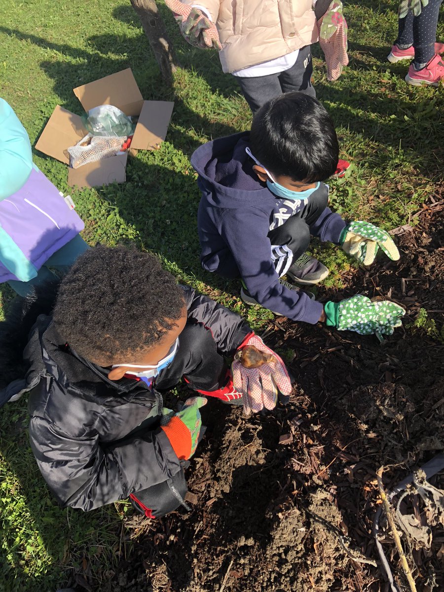 PlayInPrimaryEd's tweet photo. This week we tucked lots of bulbs in for winter and guessed what kinds of flowers they would become in the spring! 🤔 🌸 @BlackWalnutPS #getoutside #nurturenature https://t.co/8KFLuI9HID