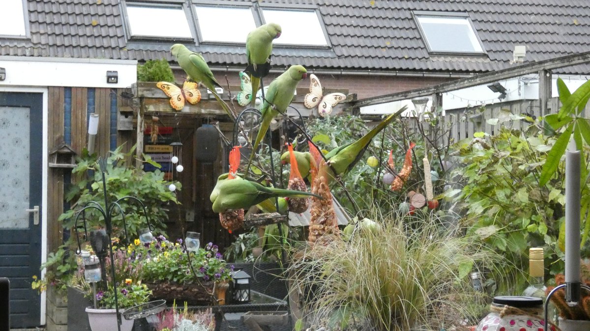 Iemand een groen vogeltje kwijt, ik heb er nog een paar🤣