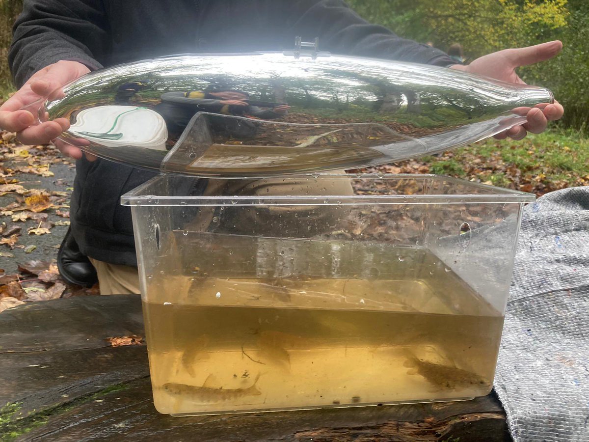 20-year record of engaging people with the River #Clyde made signing up 26 volunteer schools easy. Workshop content was agreed: watch <a href="/JosephGRossano/">Joseph Gregory Rossano</a>’s #SalmonSchool preview film, then to the river for hands-on science. Each site chosen to tell a story. #COP26 <a href="/SalmonAlliance/">Missing Salmon Alliance</a>