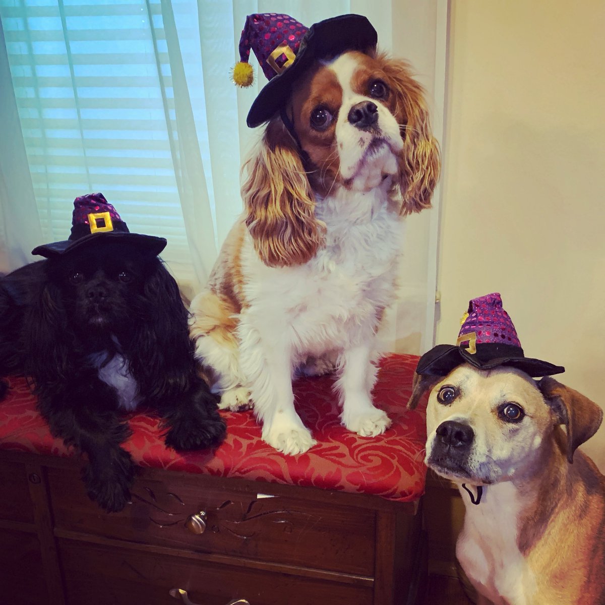 Double, double, toil and trouble / fire burn and cauldron bubble… 🧹🧹🧹 #halloween2021 #Costume #dogcostumes #cavpack #cavalierkingcharles #dogsoftwitter