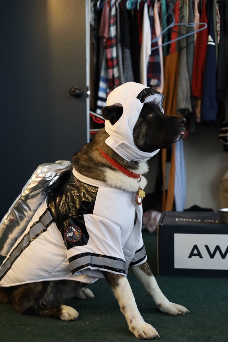 Bucky asked to go #ToTheMoon with #dogearmy for Halloween. He’s ready for take off 🚀