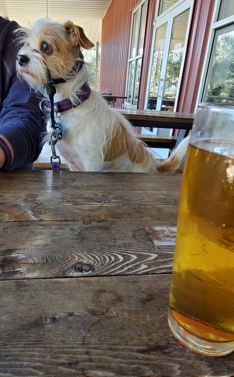 MadViolet13's tweet photo. Winchester's first visit to #FamilyBusinessBrewingCompany. Mmm, beer but first....I see a kitty friend.

#Winchester_thesocksommelier #dogsofTwitter #dogsofTexas  #Halloween #Supernatural https://t.co/Q8XLHYbQ7J