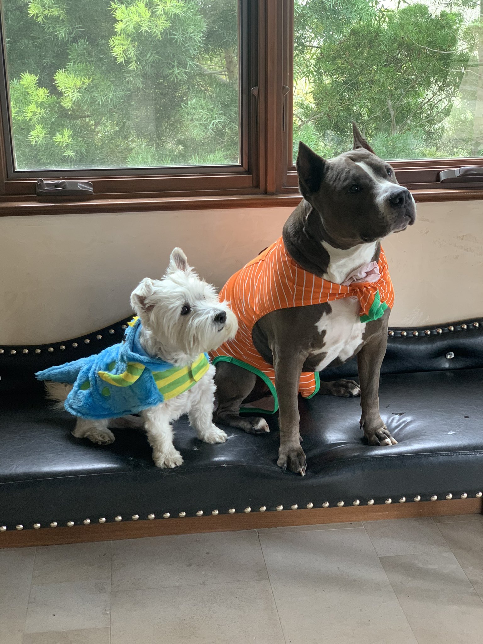 Paige’s Halloween 2021 Costume Creates Big Attention Among WWE Universe 2