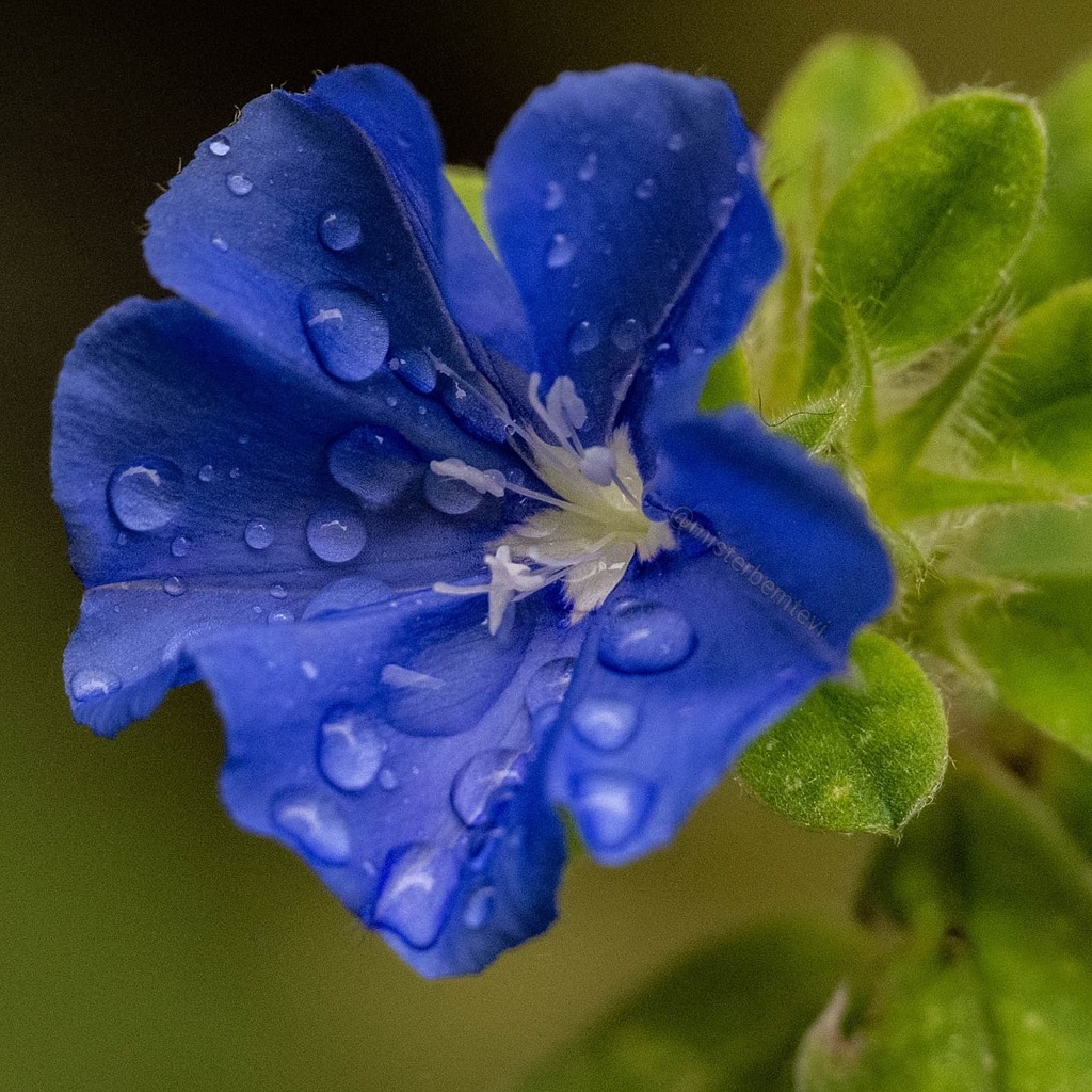 misterbemtevi's tweet photo. Evolvulus Glomeratus vulgarmente conhecida como "azulzinha" 💙😍

Não é e depois da chuva a danada ficou mais bonita ainda? ☔😳

#canonsx50hs #closeup #rainy #raindrops #chuva #gotasdechuva #flores #evolvulusglomeratus #azulzinha #flowersphotography #fl… https://t.co/UAyhcgjKOP https://t.co/rEwKBofkTc