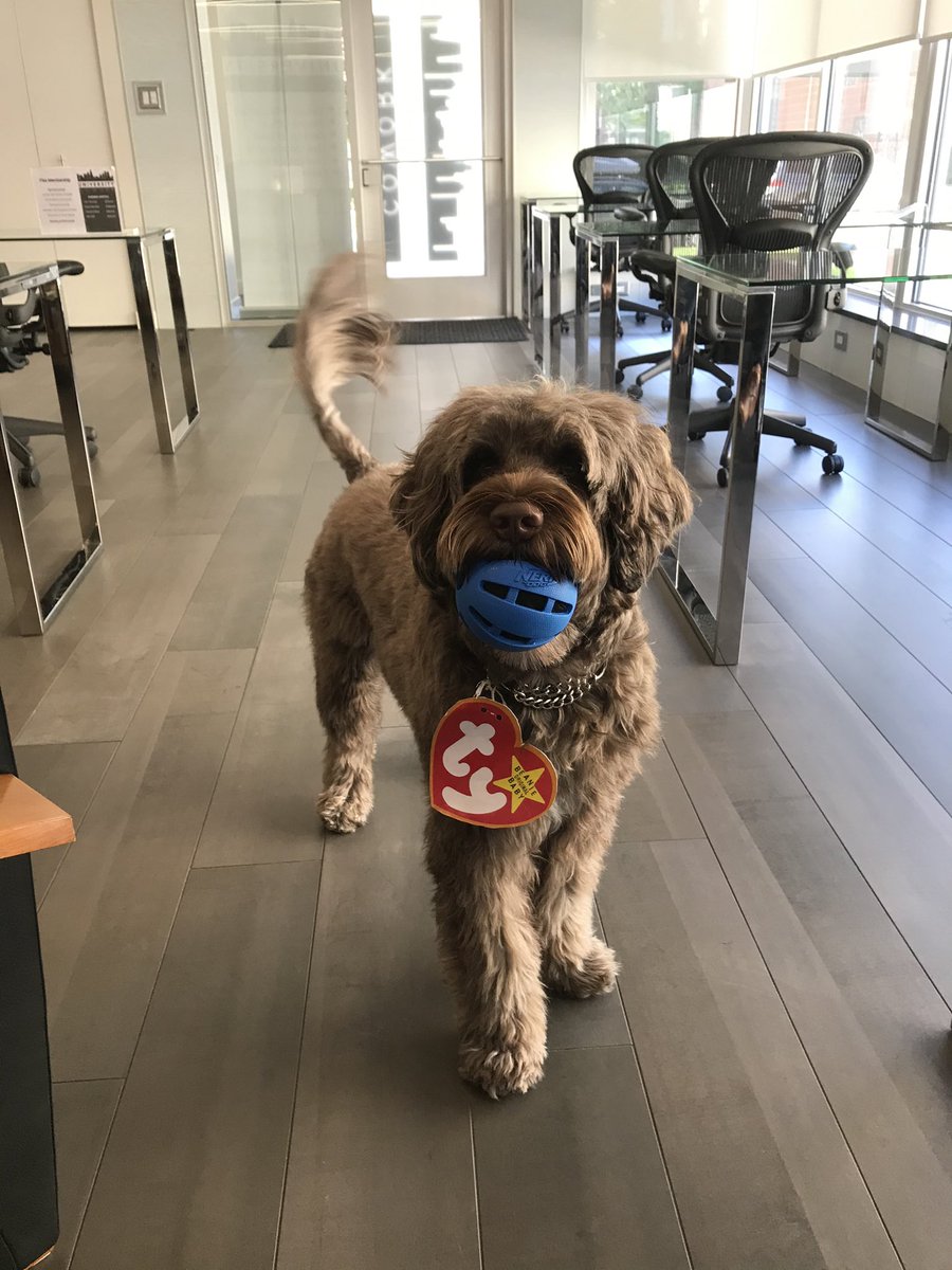 UniversityCW's tweet photo. Barkley trick-or-treat at @UniversityCW ! 🐕‍🦺🐾🎃 

#happyhalloween #officeparty #beaniebabies #entrepreneurship #freelancers #smallbusiness #businessowner #entrepreneur #productivity https://t.co/7bMOMlDBAa