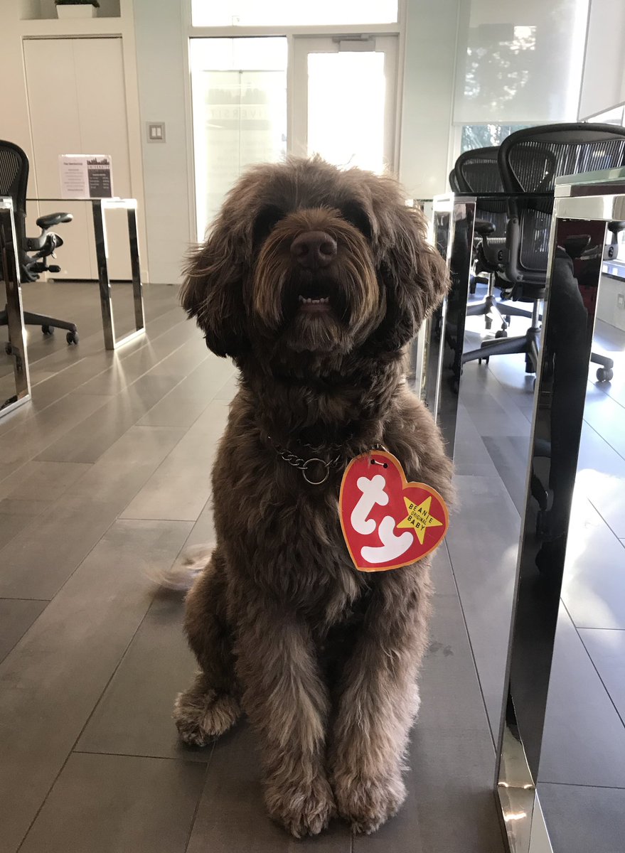 UniversityCW's tweet photo. Barkley trick-or-treat at @UniversityCW ! 🐕‍🦺🐾🎃 

#happyhalloween #officeparty #beaniebabies #entrepreneurship #freelancers #smallbusiness #businessowner #entrepreneur #productivity https://t.co/7bMOMlDBAa