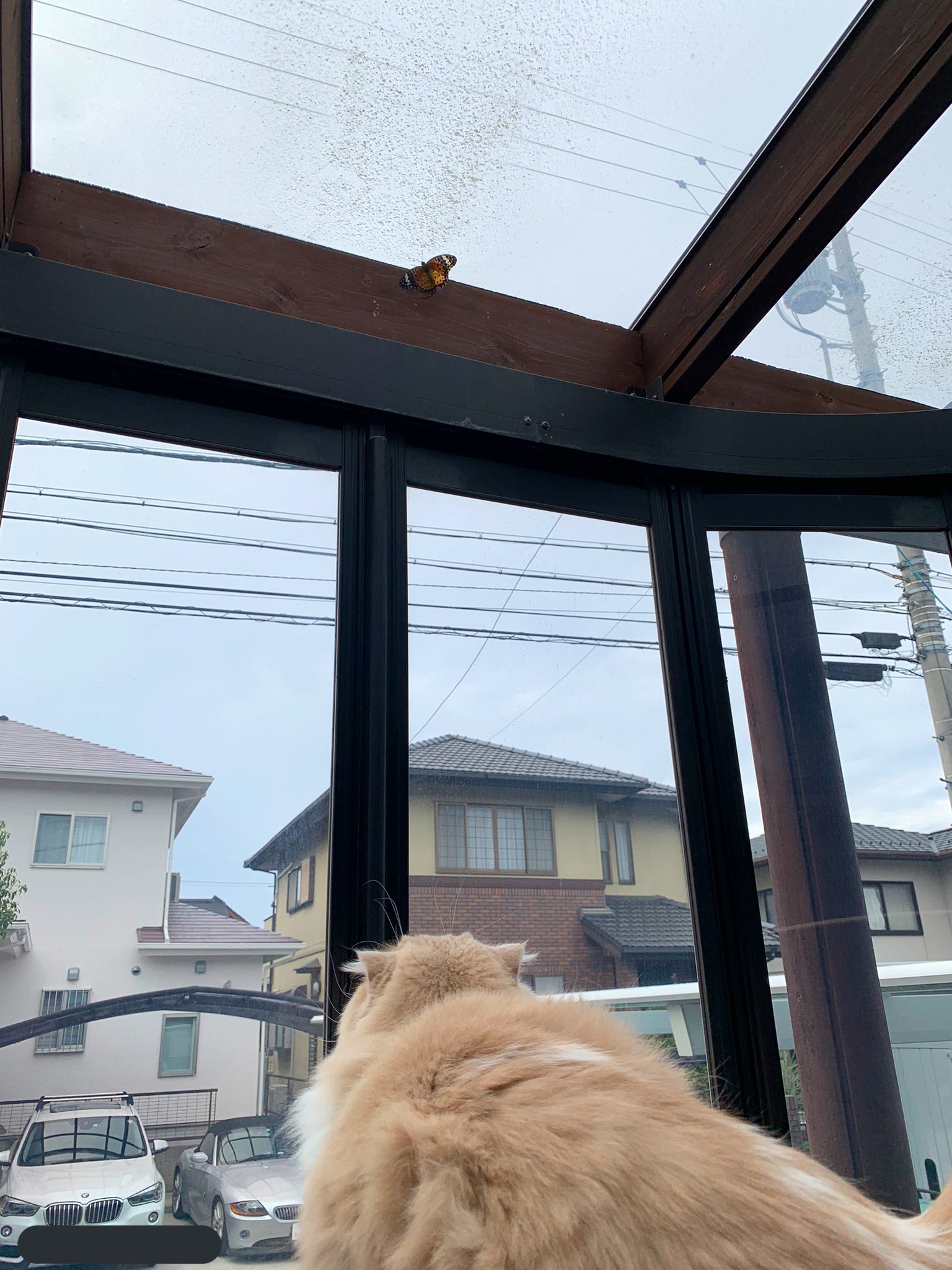 サンルーム Twitter Search Twitter