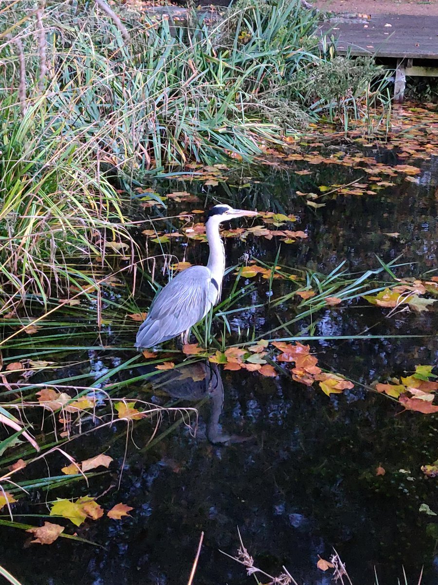 Carsten Allefeld tweet media