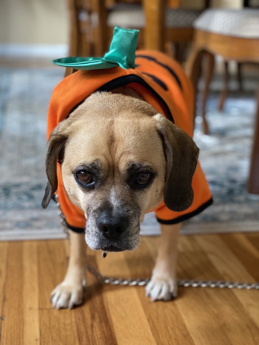 Rascal the Puggle tweet media