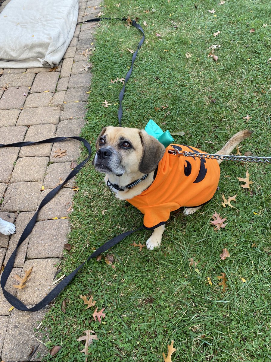 Rascal the Puggle tweet media