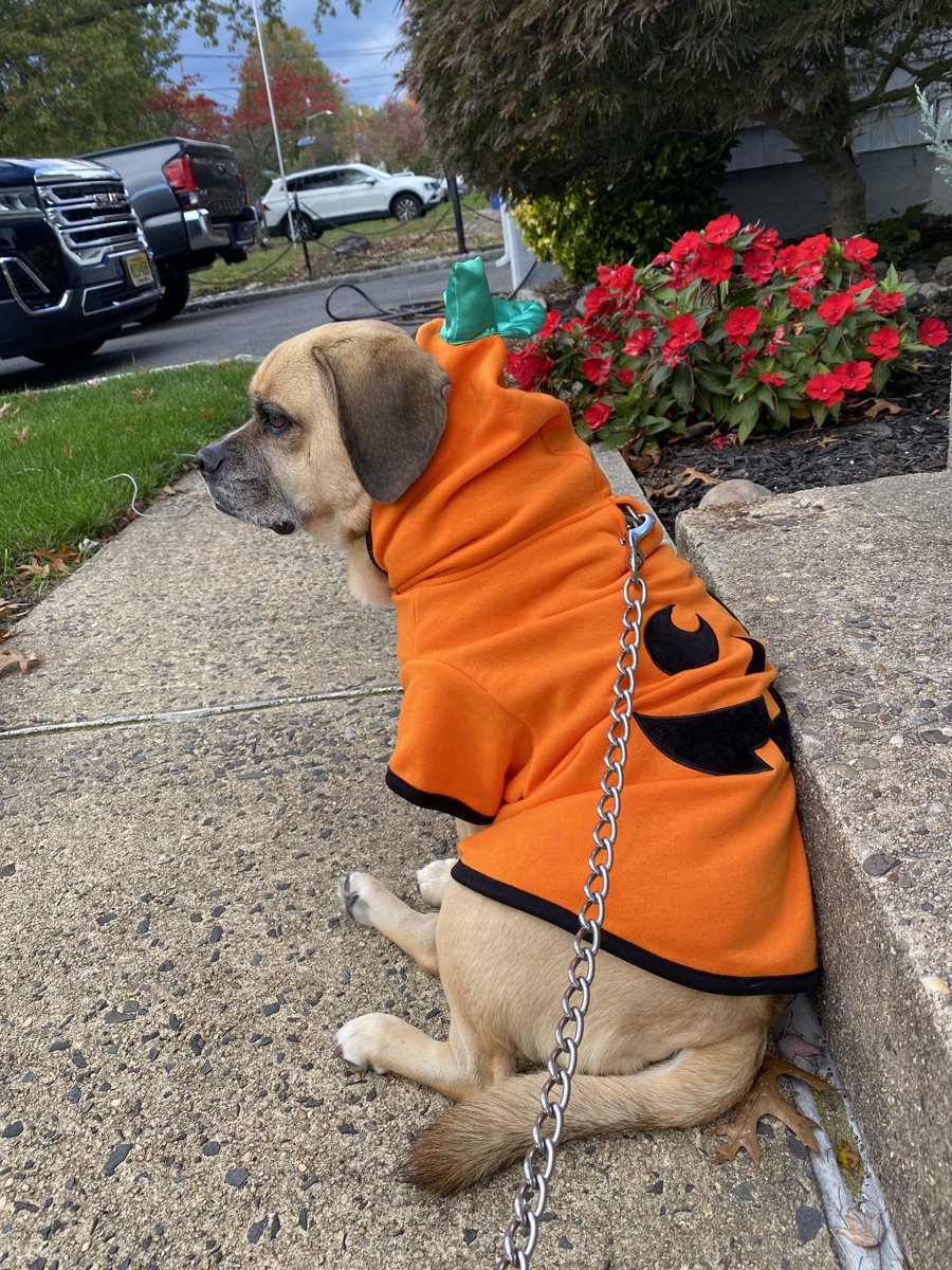 Rascal the Puggle tweet media