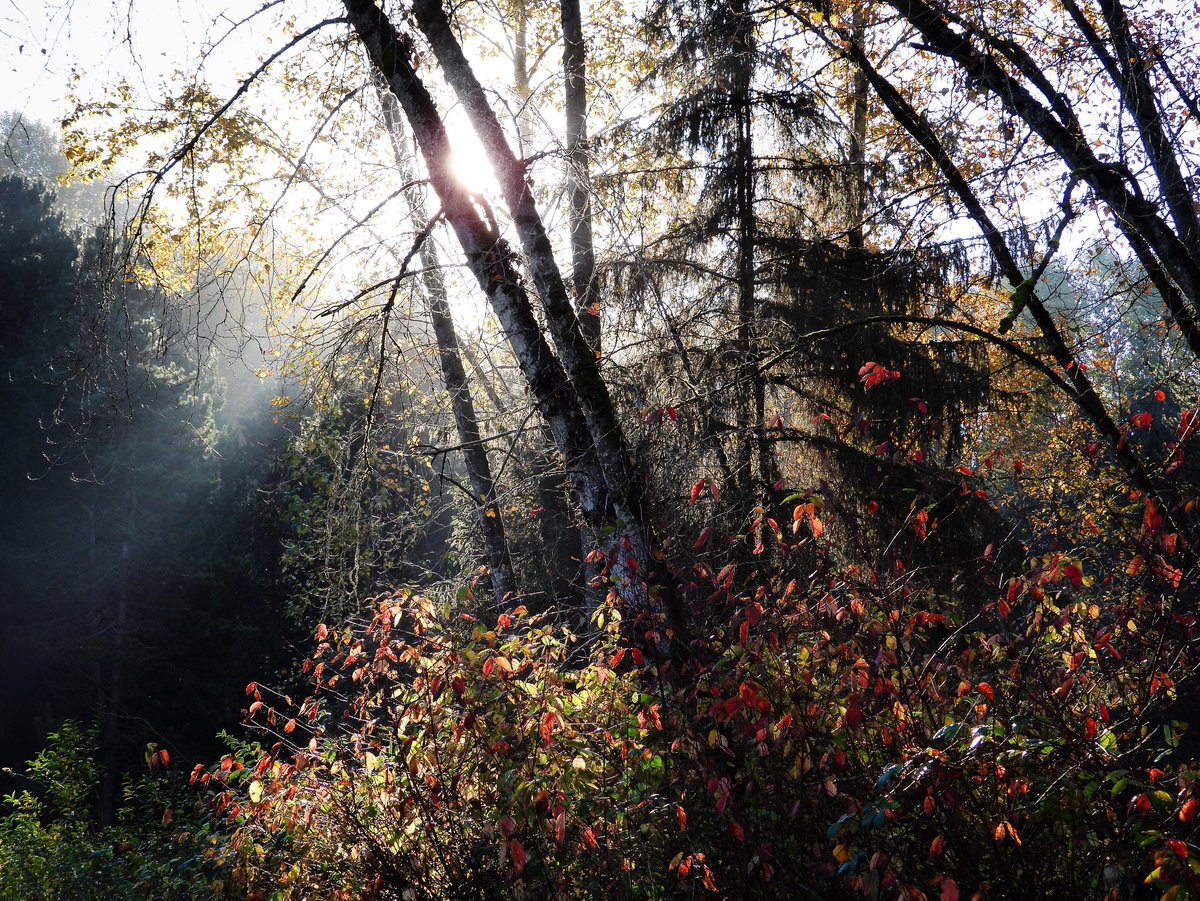 pacificnwk's tweet photo. From my early morning walk Sunday 31 October 2021 - a lovely fall day ✨🍂🍁🍂✨please join me? I’d really appreciate any help and support 🥰🙏❤️ thank you - Kate 🥰
https://t.co/5ZEv5D5z2L
🍂🍁🍂
#fall #october #samhain #halloween #nature #birds #wildlife #vancouver #canada https://t.co/dCwnG5VOnU