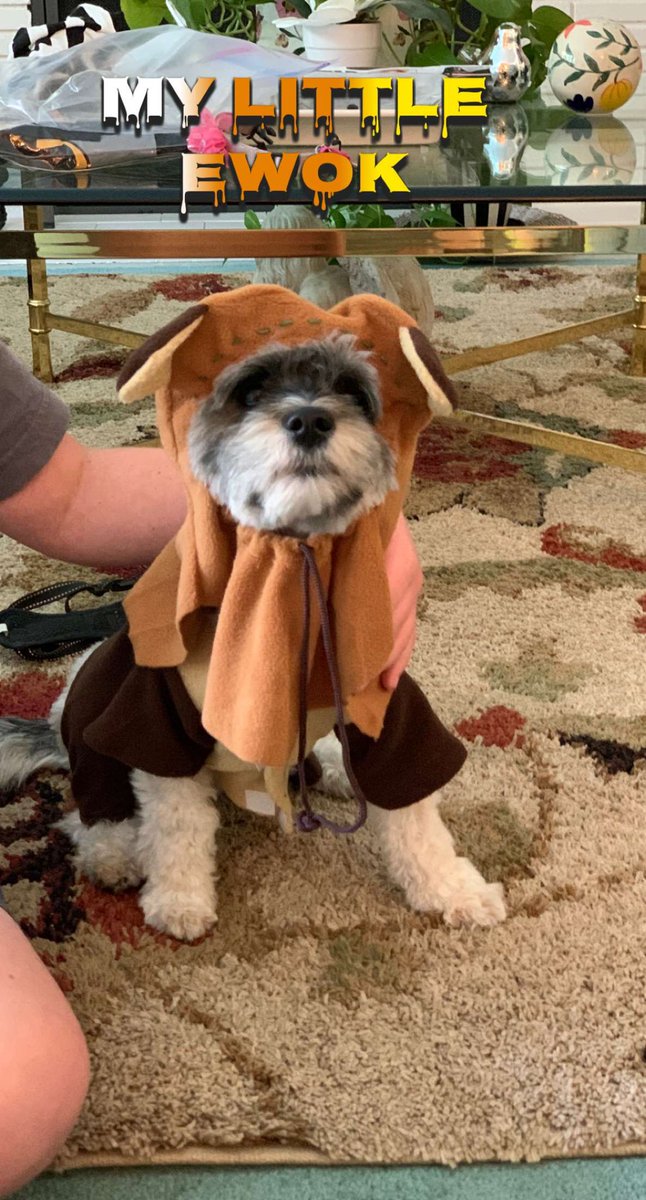 mskgarber's tweet photo. Sophie’s first Halloween #ewok #halloween #starwars #AdoptDontShop #endor #MAYTHEFORCEBEWITHYOU https://t.co/cy3xFHbuIG