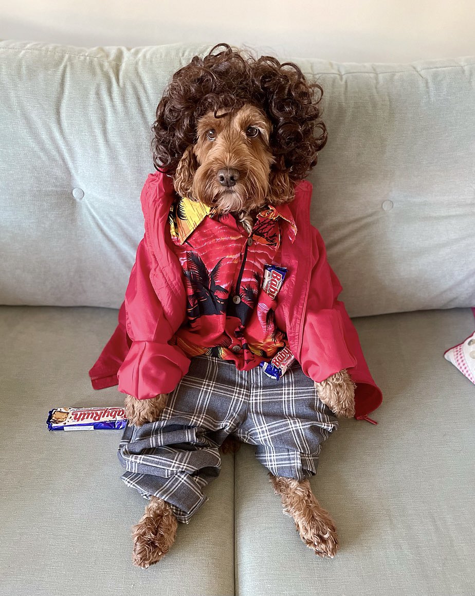 Hey <a href="/dog_rates/">WeRateDogs</a>, do you like Dixie’s Halloween costume? She’s my chunk so I thought Chunk was quite fitting for this year...🎃

#gooniesneversaydie