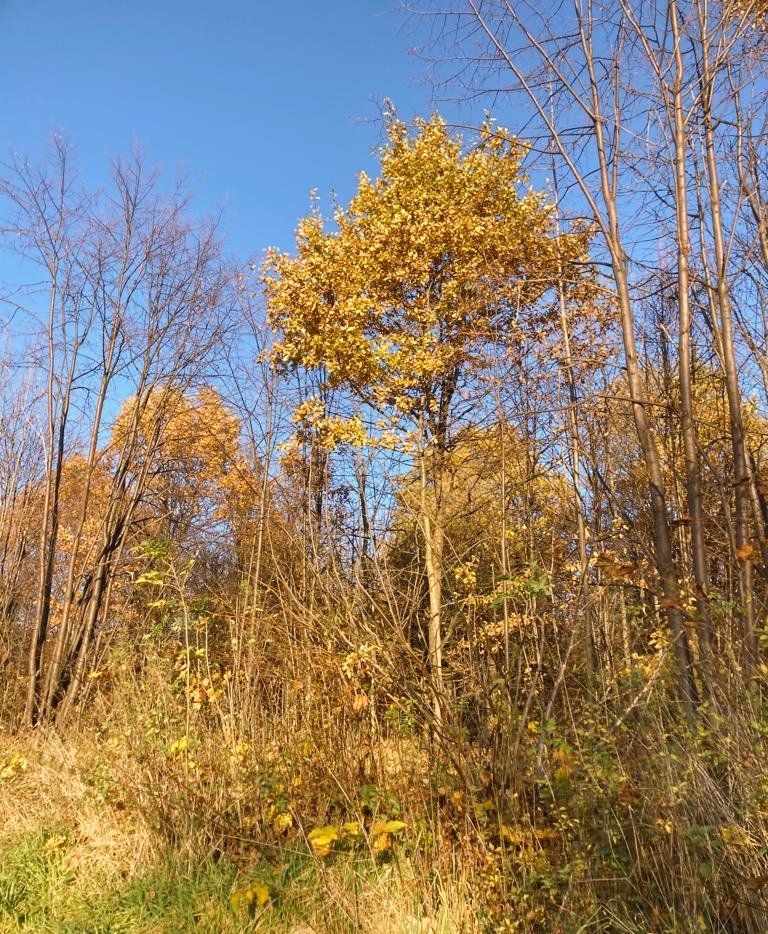 fotoqueenwix's tweet photo. Difficult roads often lead to beautiful destinations.

#forest #tree #sky #jesień #autumn #las #drzewa #natura #nature #niebo #fallowforfallowback #foto #fallow4fallow #likeforlikes #like4like #poland #polishgirl #fotografia https://t.co/iE2P5TYmhN