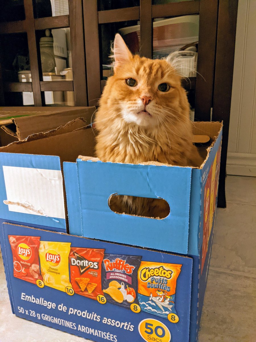 lindzgoss's tweet photo. Halloween Caddy.😼🧡 #dontputyourhandinthebox #gingerlicious #CatsOfTwitter #crinkleear https://t.co/Wmbt6gWJ6R