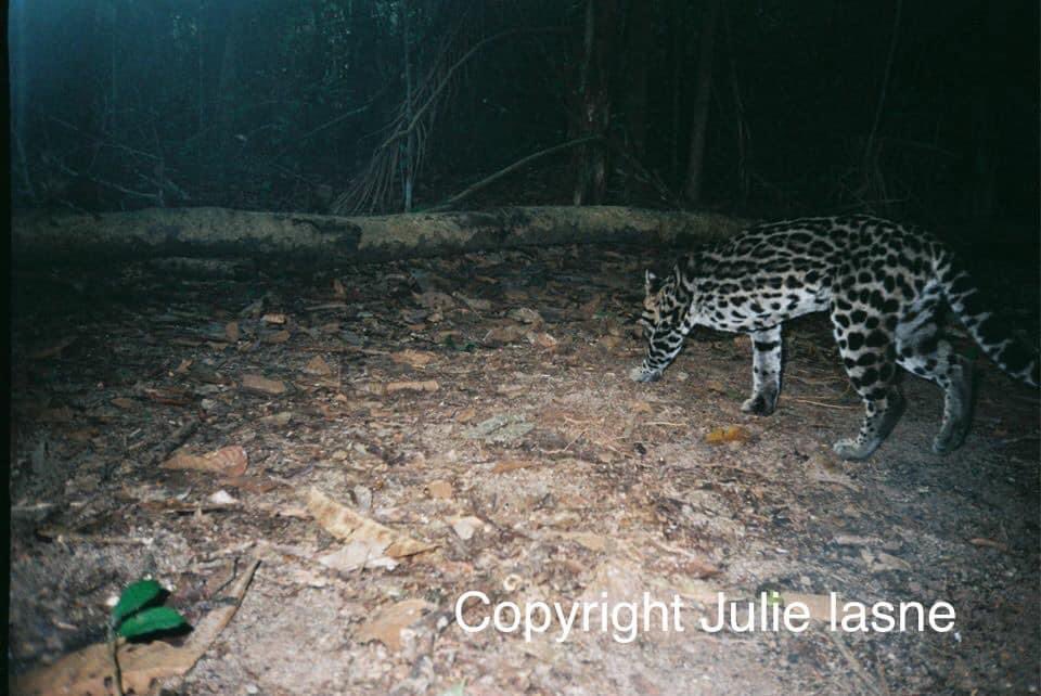 julieLasne's tweet photo. Vendredi nous avons eu un contact avec la #Préfecture qui nous a dit vouloir capturer le puma vivant et nous a dit transmettre nos propositions d’unir nos expertises de suivi &recensement#pumas ds son milieu+ #ExperienceTerrainFauves #Captifs & #Libres+#RangerConservation https://t.co/oTkaXH0323