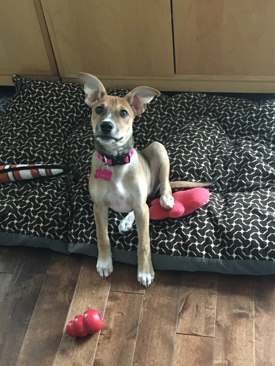 jghndrsn's tweet photo. Happy #GotchaDay to Cora the #potcake. She was so tiny but so full of energy…
#eopr #jampup #jspca #kingston #Ottawa https://t.co/JW7N9MgAQr