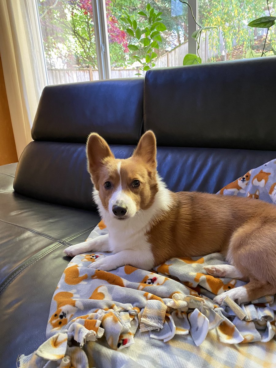 TheRealLexuzi's tweet photo. #cornbreadthecorgidog on a corgi blanket that I made 🥰 https://t.co/7xCcRIMhu0