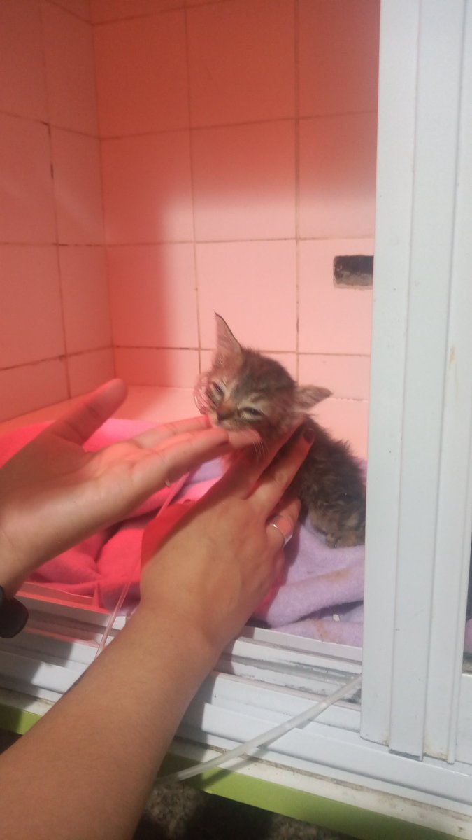 Hola soy Dalel,estudiante en la cuidad de Córdoba.Tengo una gatita llamada Arya que está pasando por una situación grave de salud,ella está internada en el Hospital Veterinario de Cordoba y hago este tweet para pedir de su ayuda economicamente ya que los gastos son muchos...