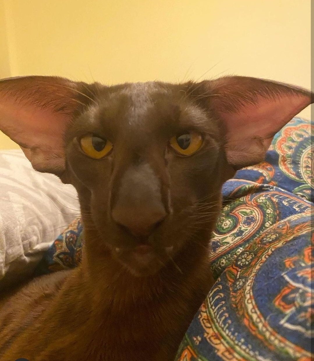 Коты грузины