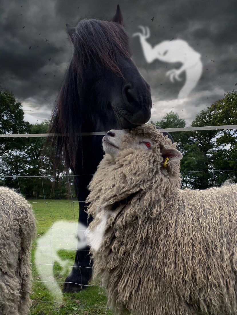 Two of our lovely rare breeds, a Fell Pony and a Lincoln Longwool, wishing you a happy Halloween!

Anyone celebrating with posts about their rare breeds? Tag us, we’d love to see them!

#rbst #youngrbst #rarebreeds #nativebreeds #gonative #forthefuture #lincolnlongwool #fellpony