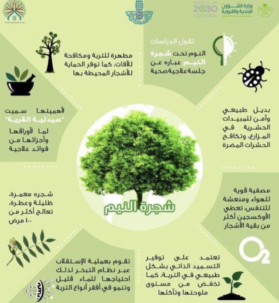 شجرة النيم سريعة النمو جميلة الشكل ممتازة امام المنازل تنقي الهواء وظلها كبير