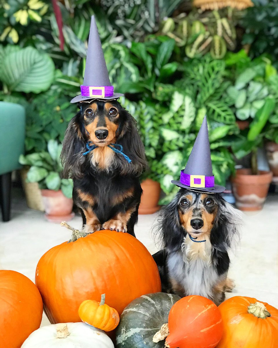 Happy Halloweenie! 🧡🎃 @digitdax