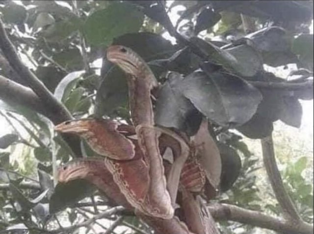 ♠️ asdepik tweet media