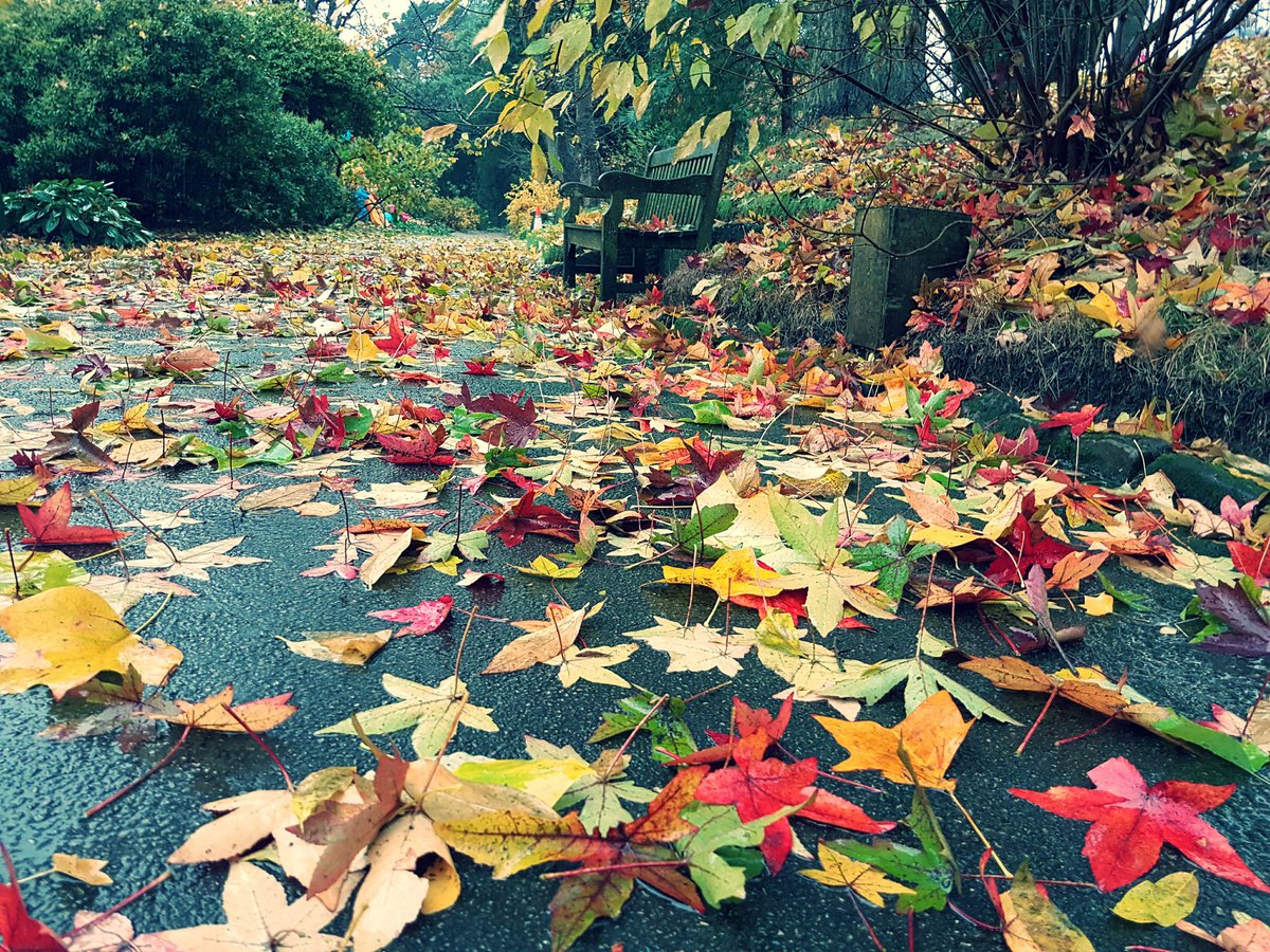 Every autumn, a constellation of multicoloured, star-shaped leaves appears ...