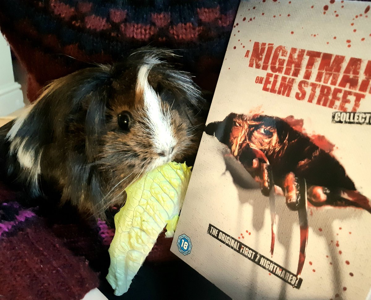 BethanyTWD's tweet photo. Peanut decided which films we should watch tonight for Halloween 🎃👻🐹 https://t.co/itDNLvN3tc