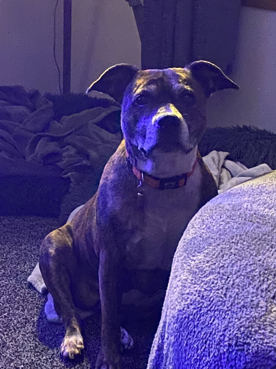 ThatblokeJeff's tweet photo. Doesn’t know the clocks have gone back. In her world it’s 1930, #dentastick time. Patiently waiting 😂 @wearefordogs https://t.co/Wtb5Zp4QaB