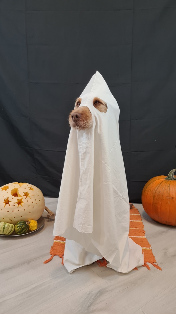 DogAdopted's tweet photo. Happy Halloween!!!!
.
.
.
#follow #photography #photooftheday #likeforlikes #picoftheday #followme #photo #happy #bhfyp #halloween #happyhalloween #halloweenmakeup #halloween2021 #halloween🎃 #happyhalloween🎃 #dogsofinstagram #dogs #doglover #dogoftheday #doglife #doglovers https://t.co/RQDKGxOvdm