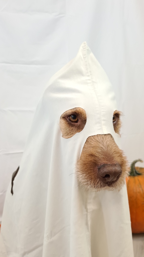 DogAdopted's tweet photo. Happy Halloween!!!!
.
.
.
#follow #photography #photooftheday #likeforlikes #picoftheday #followme #photo #happy #bhfyp #halloween #happyhalloween #halloweenmakeup #halloween2021 #halloween🎃 #happyhalloween🎃 #dogsofinstagram #dogs #doglover #dogoftheday #doglife #doglovers https://t.co/RQDKGxOvdm