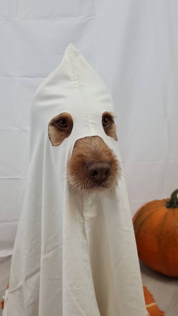 DogAdopted's tweet photo. Happy Halloween!!!!
.
.
.
#follow #photography #photooftheday #likeforlikes #picoftheday #followme #photo #happy #bhfyp #halloween #happyhalloween #halloweenmakeup #halloween2021 #halloween🎃 #happyhalloween🎃 #dogsofinstagram #dogs #doglover #dogoftheday #doglife #doglovers https://t.co/RQDKGxOvdm