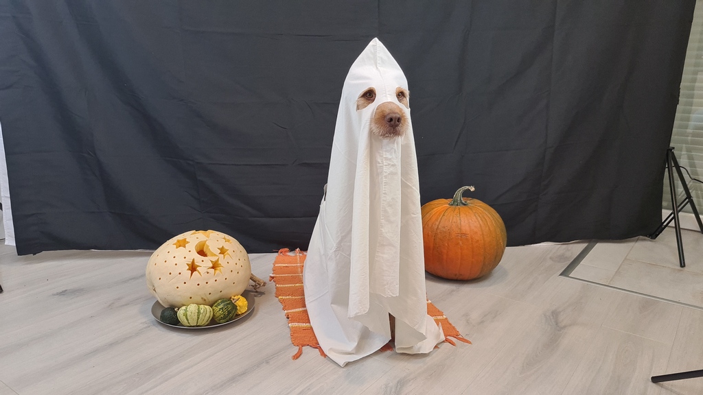DogAdopted's tweet photo. Happy Halloween!!!!
.
.
.
#follow #photography #photooftheday #likeforlikes #picoftheday #followme #photo #happy #bhfyp #halloween #happyhalloween #halloweenmakeup #halloween2021 #halloween🎃 #happyhalloween🎃 #dogsofinstagram #dogs #doglover #dogoftheday #doglife #doglovers https://t.co/RQDKGxOvdm