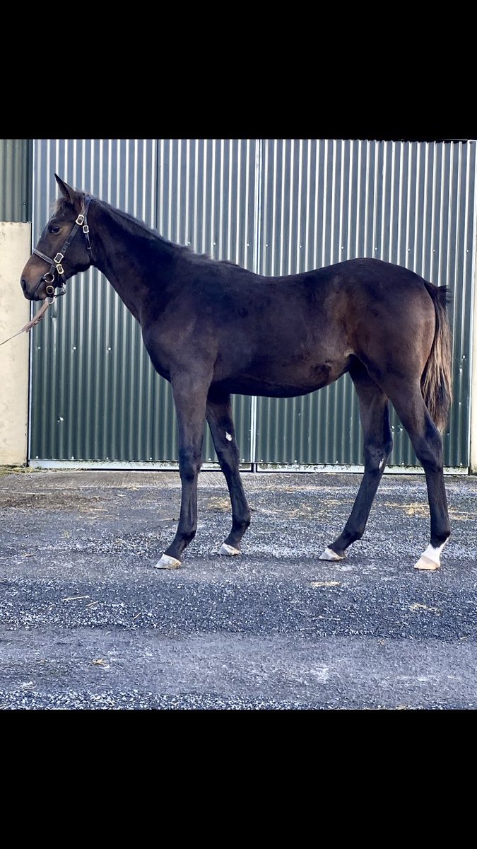 ForgeStud's tweet photo. Lot 439 @tatts_ireland November National Hunt Sale, @coolmorestud #KingstonHill filly out of #Milan 3 parts sister to today’s Ballycrystal @irishp2p winner Katlaur (#Yeats) from @BarodaStudIre. https://t.co/JeKCVpsi4m