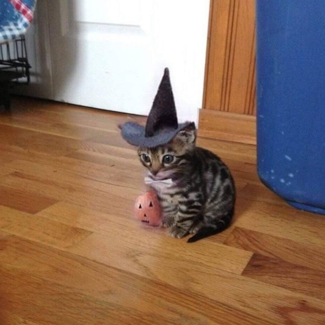 gatitos_qctd's tweet photo. https://t.co/LKY1xJw3qG