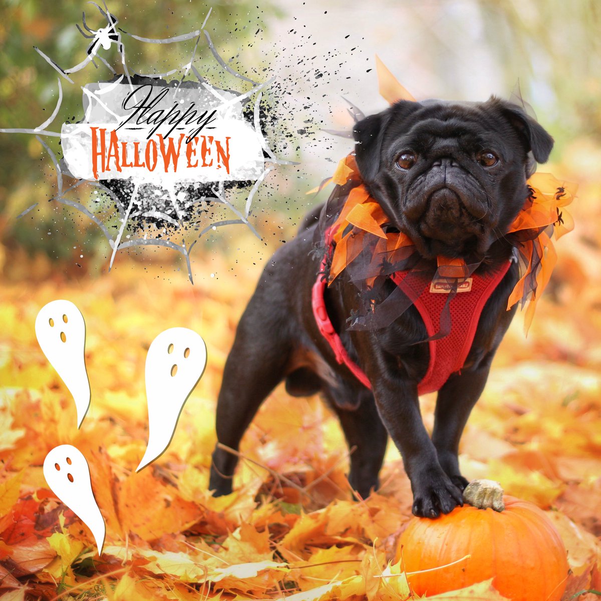 ProPetware's tweet image. #HappyHalloween2021