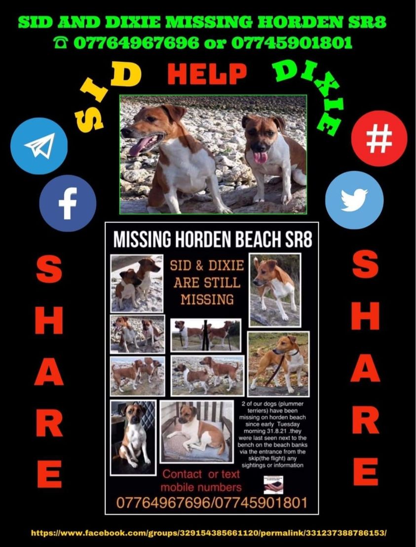 The_Animal_Team's tweet photo. 🆘SID &amp; DIXIE ARE STILL MISSING, PLEASE REMEMBER THEM.🆘 #PlummerTerriers, disappeared on Tuesday 31/8/21 not long after 9am #HordenBeach #SR8 area, #CountyDurham. Contact numbers on posters. https://t.co/DfXw14qN4t #MissingDogs #dogsoftwitter #dogs #Sid #Dixie https://t.co/eFKtTuaIt7