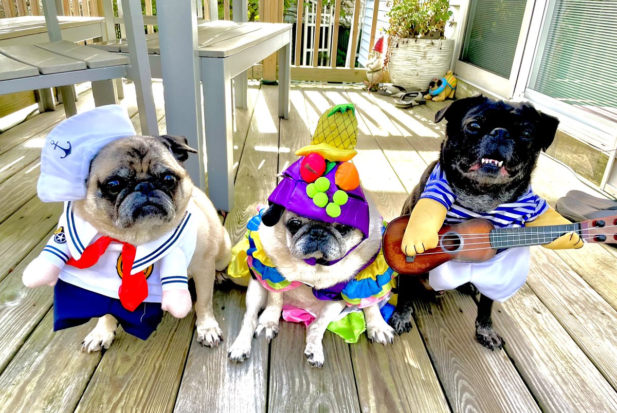 queenluluthepug's tweet photo. Happy #Halloween everybody!!! We hope you have a spooky fun filled day! Poppy wants to go trick or treating but I’m okay with going to a bar… #halloween2021 #HALLOWEENPARTY #pugs #dogs #DogsofTwittter #TrickOrTreat https://t.co/js7Yy0iqTx