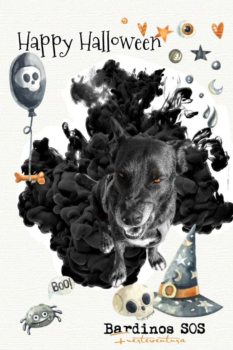 BardinosS's tweet photo. #HappyHalloween2021
#adopta #necGRO #stopabandonos #bardinos #Fuerteventura #IslasCanarias #rescata #abreunajaula #AdoptaNoCompres #adoptnobuy
#LosPerrosDelSol https://t.co/E14WbLNn0u