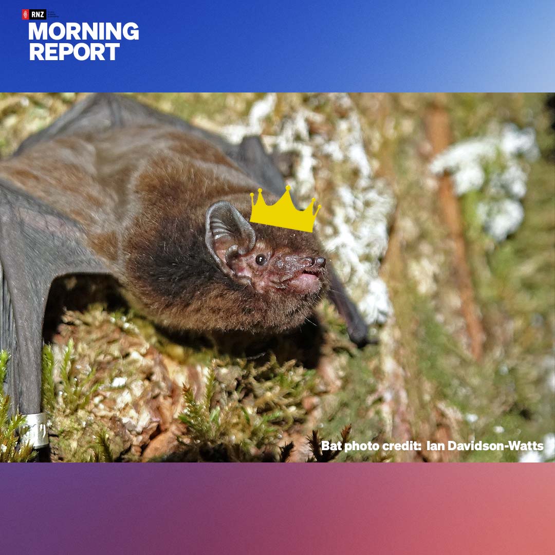 #BREAKING The bat has it! <a href="/Forest_and_Bird/">Forest & Bird</a> has just announced on the show the pekapeka-tou-roa has won Bird of the Year.

The long-tailed bat beat fellow frontrunners the kākāpō, titipounamu, kea and toroa to be Bird of the Year's first mammalian winner.